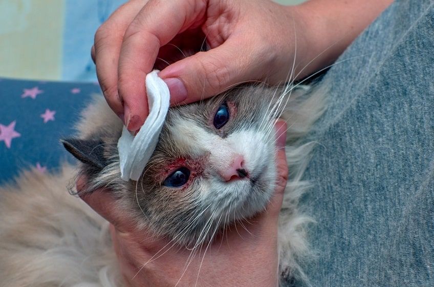 ropa w oczach kota-min.jpg