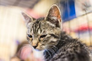 ropiejące oczy u kota