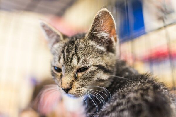 ropiejące oczy u kota