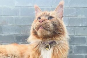 Rosjanie ukradli 8-letniego kota