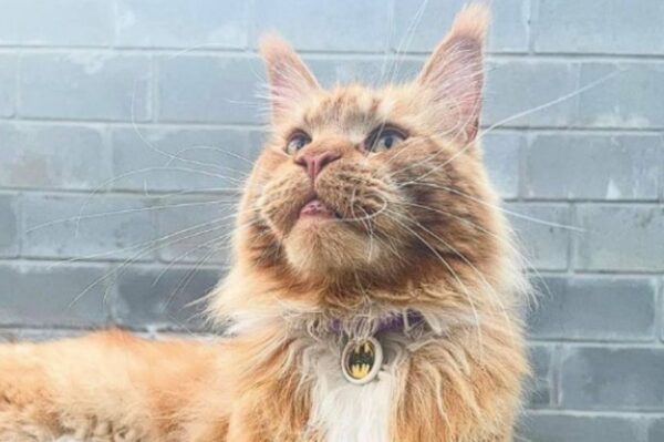 Rosjanie ukradli 8-letniego kota