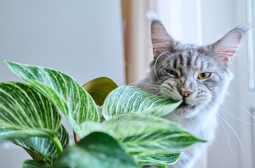 rośliny doniczkowe toksyczne dla kota-min.jpg
