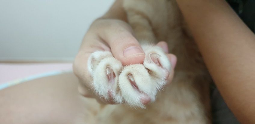 rozdwajające się pazury u kota