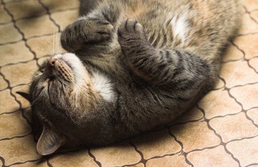 jak długo rośnie kot