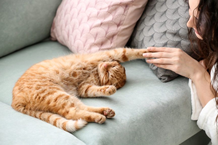 czy koty pamiętają swoich opiekunów