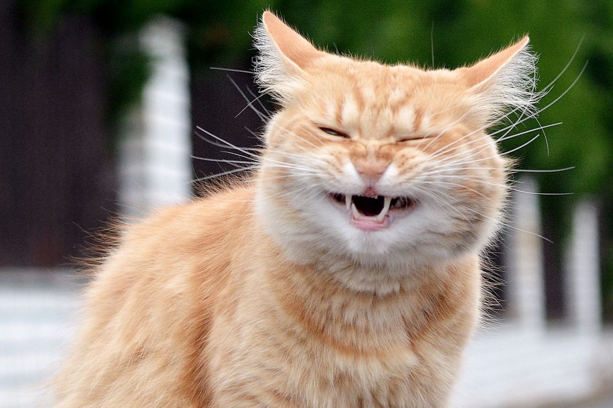 trafiła do więzienia przez swojego kota