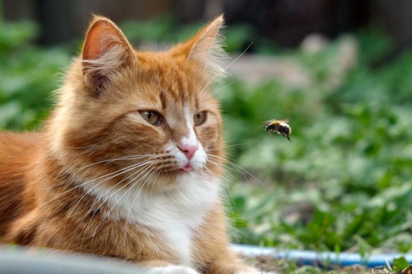 kot z pszczołą