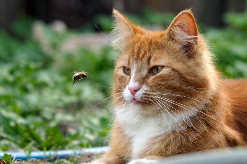 czystek odstrasza owady