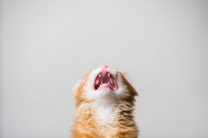 Zachowania obsesyjno-kompulsywne u kotów to uporczywe, powtarzalne i przesadne zachowania, które niczemu nie służą. To rodzaj natręctw