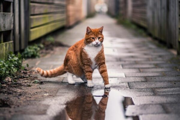 gdy zaginie twój kot