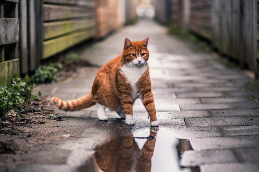 gdy zaginie twój kot