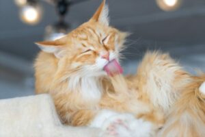 objawy zakłaczenia kota