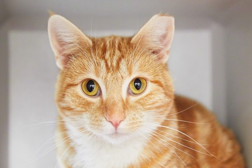 przycinanie uszu kotom