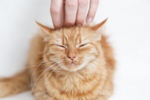 jak bardzo kochasz koty