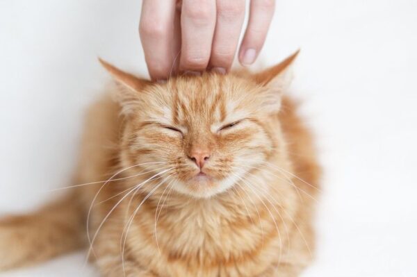 jak bardzo kochasz koty