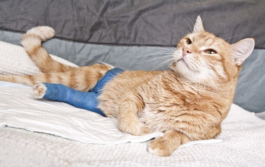 złamana łapa u kota