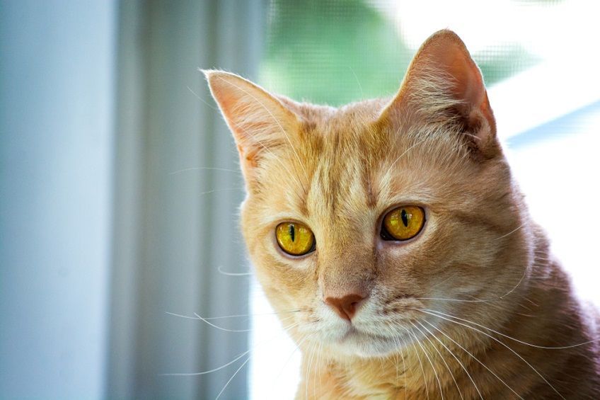 M na kocim czole to kwestia genów.