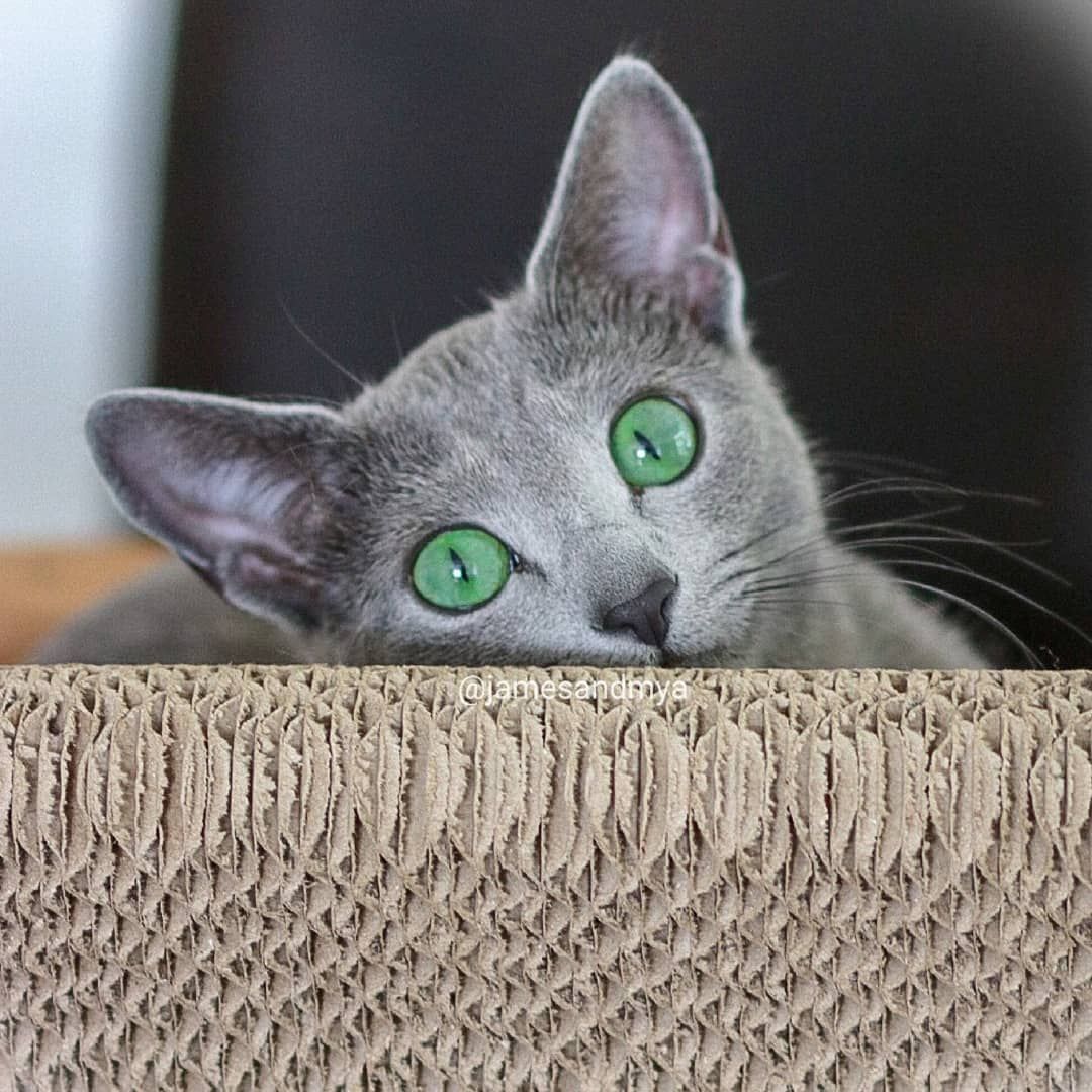 rosyjski kot niebieski