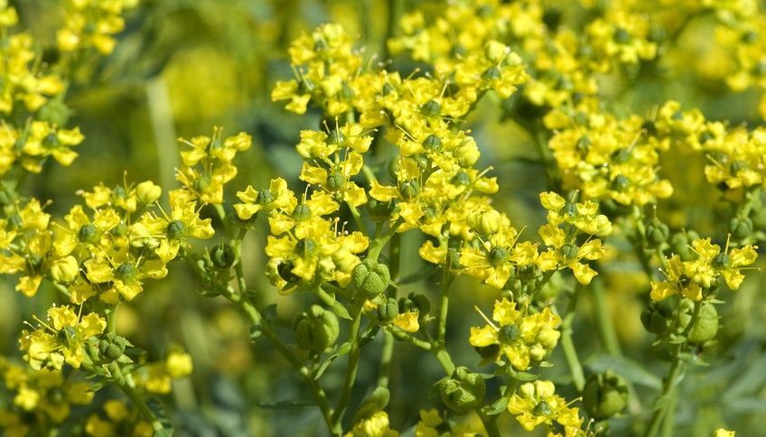 rośliny odstraszające koty