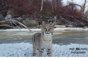 Rysie rude to fascynujące stworzenia, które występują w Ameryce Północnej. Dziś mamy niezwykłe szczęście, bo możemy oglądać fantastyczne zdjęcia, na których zostały uwiecznione!
