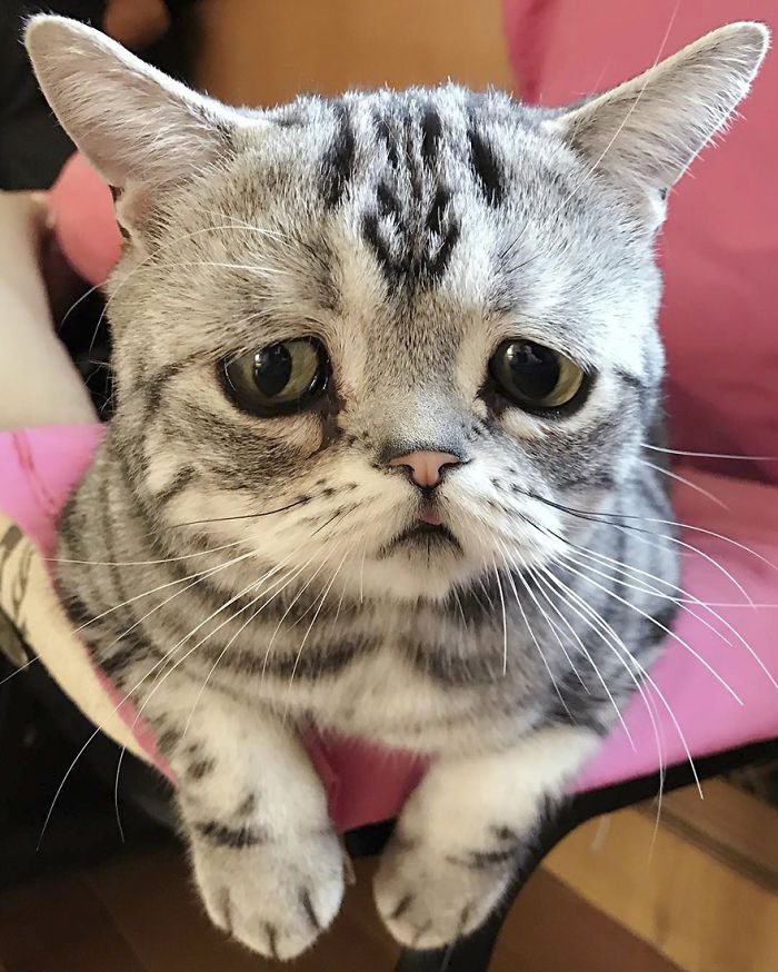 Luhu najsmutniejszy kot świata