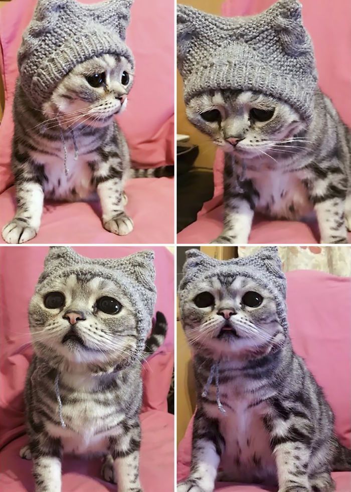 Luhu najsmutniejszy kot świata