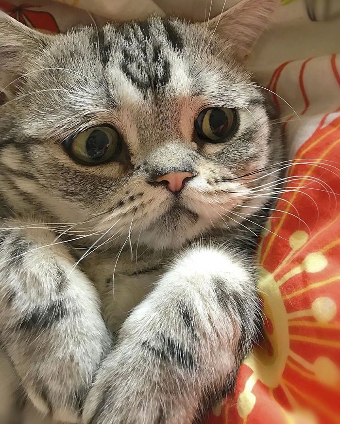 Luhu najsmutniejszy kot świata