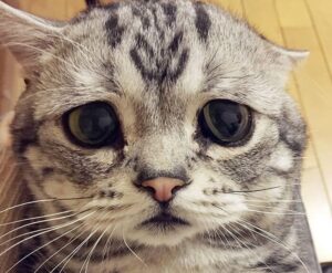 Luhu najsmutniejszy kot świata