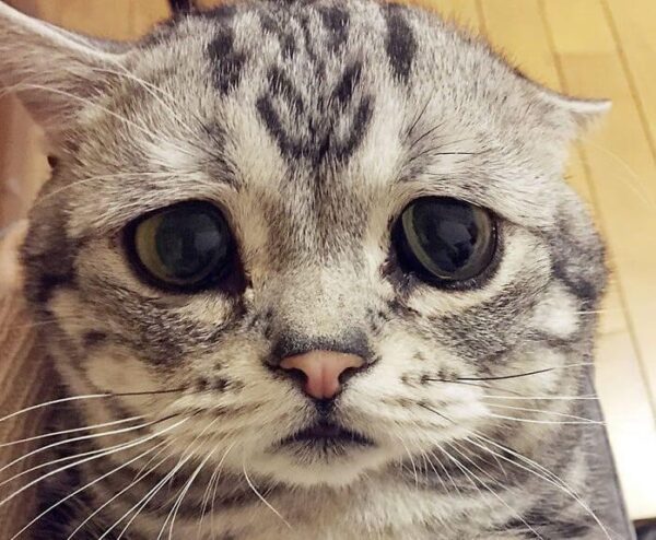 Luhu najsmutniejszy kot świata