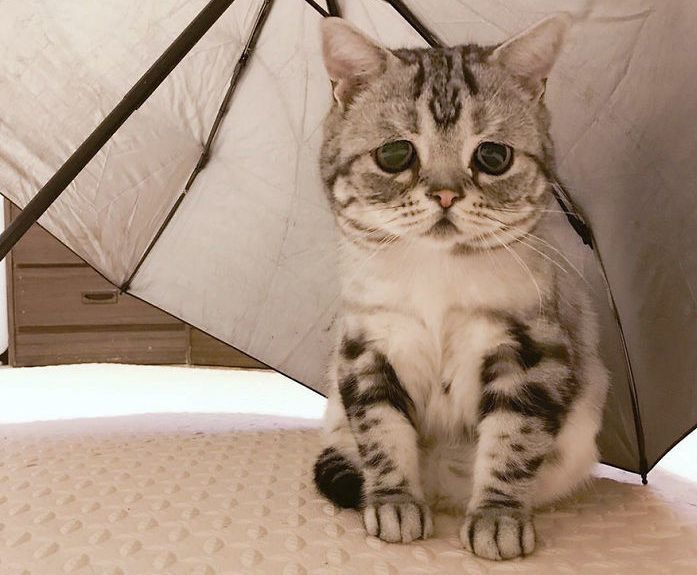 Luhu najsmutniejszy kot świata