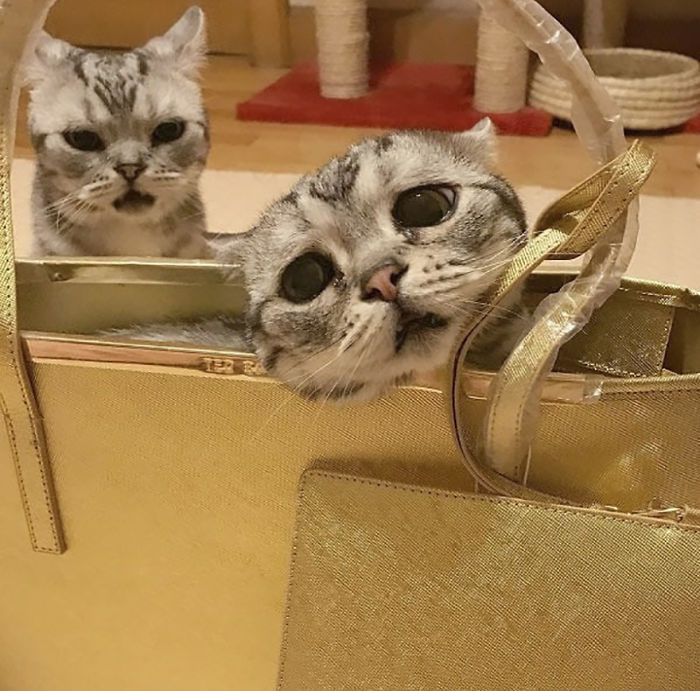 Luhu najsmutniejszy kot świata