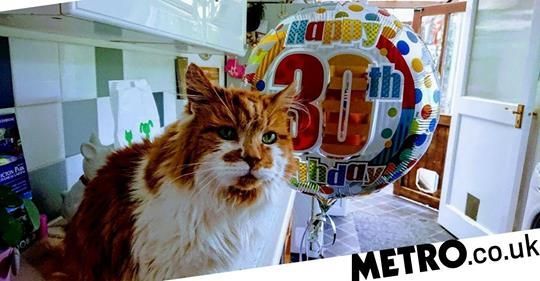 kot Rubble najstarszy kot świata