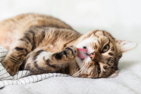 samookaleczanie się kota