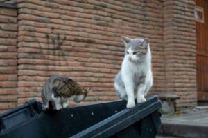koty zostały bez właściciela
