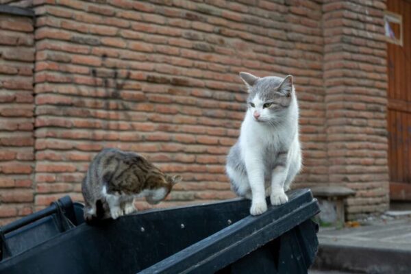 koty zostały bez właściciela