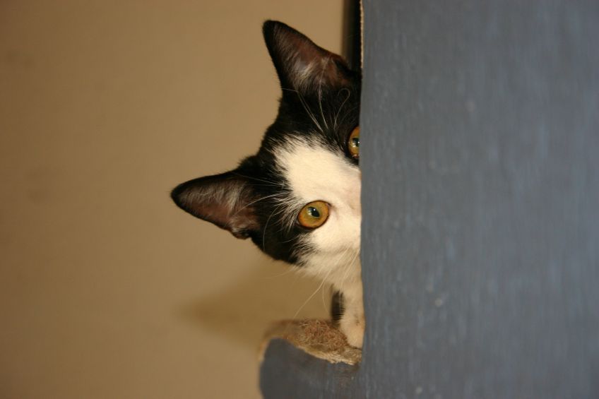 dlaczego kot się ukrywa