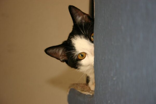 dlaczego kot się ukrywa