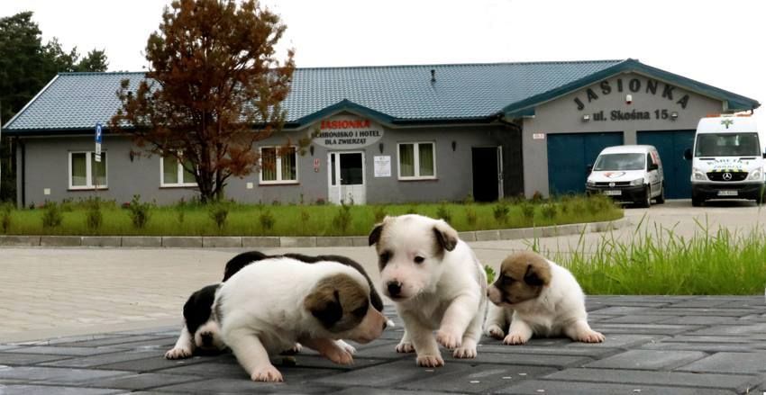 Schronisko i Hotel Jasionka