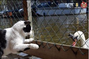 schronisko na wodzie w Amsterdamie