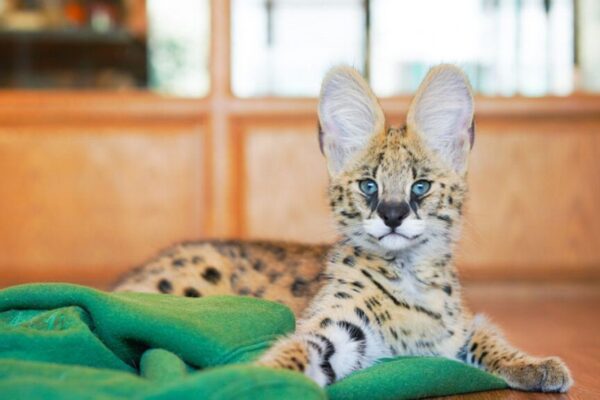 serwal uciekł z domu