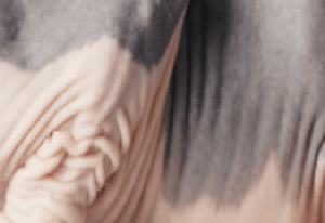 fragment kociej skóry