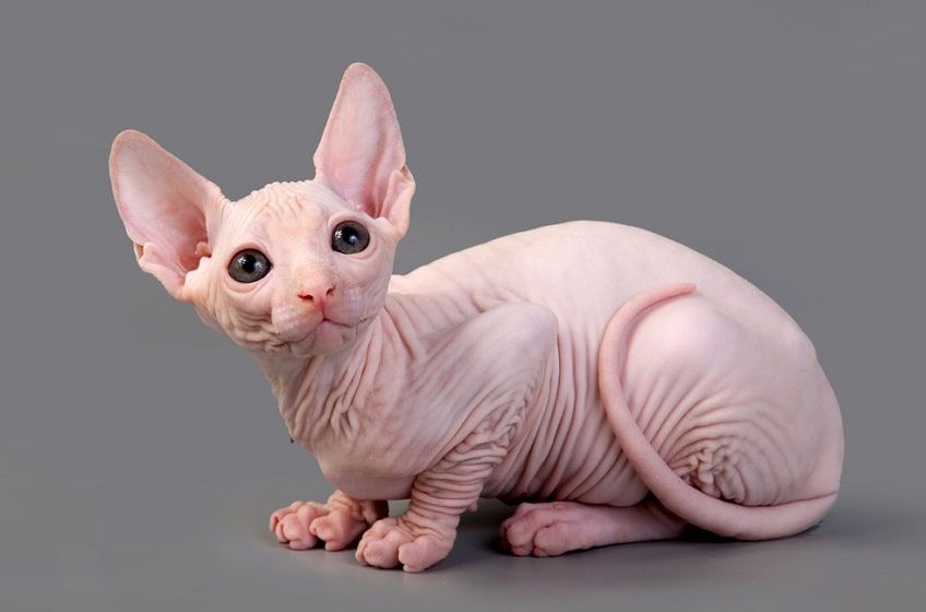 sfinks kanadyjski-min.jpg