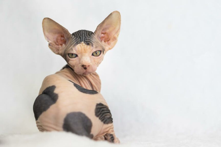 koty piękne inaczej