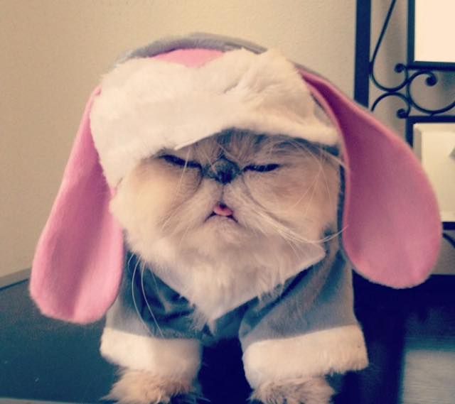 kocie Mannequin Challenge