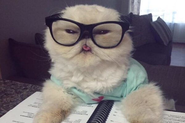 Mannequin Challenge cat