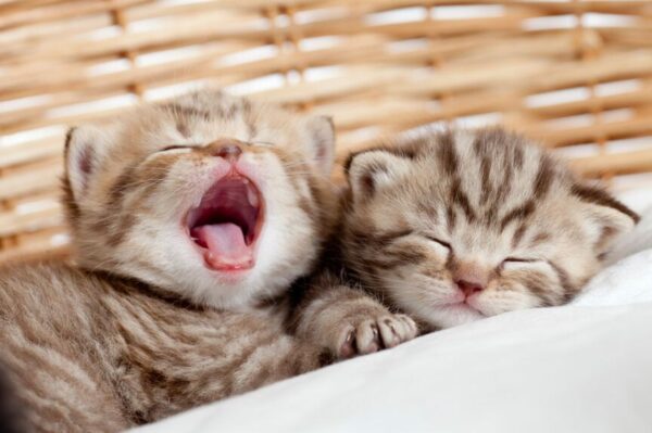 co wiesz o kociętach