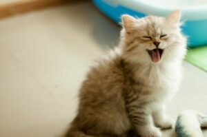 dlaczego kot miauczy gdy się załatwi