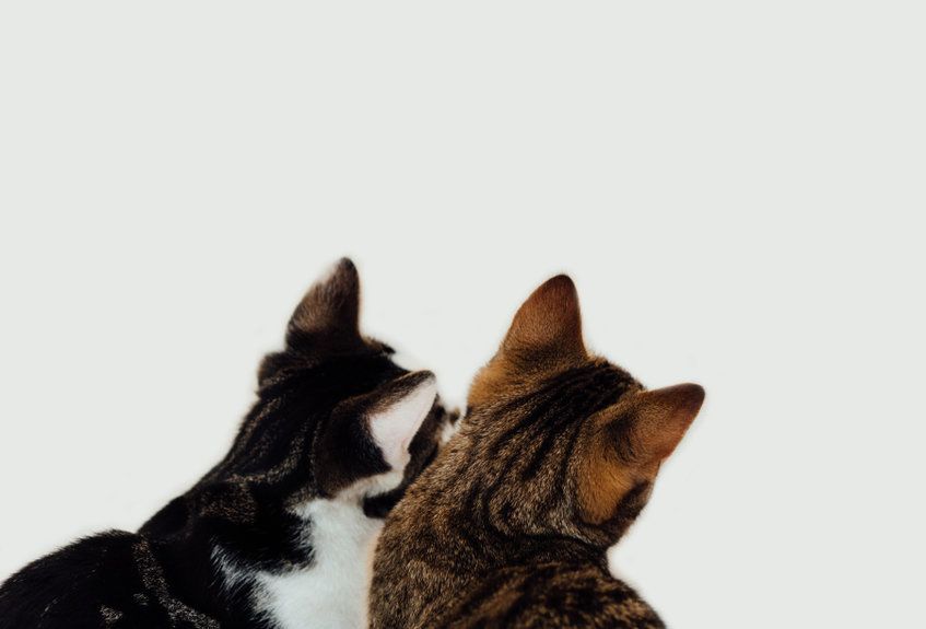 koty patrzą w pustą przestrzeń