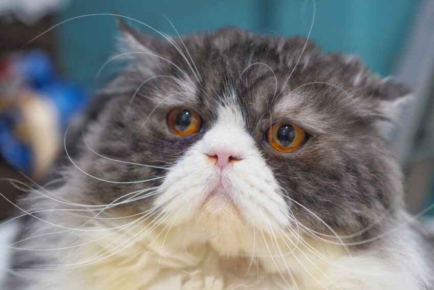 brachycefaliczne rasy kotów