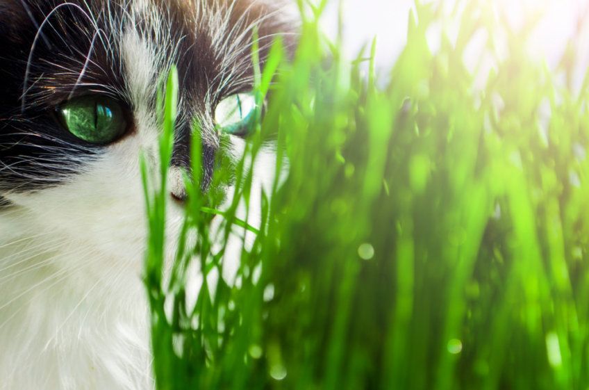 konieczne suplementy w diecie kota